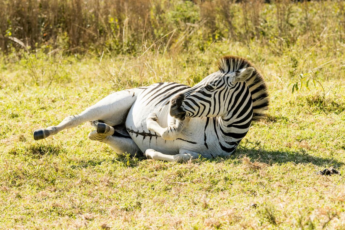 stripe payment processing problems zebra fell over stripe knocked down merchant