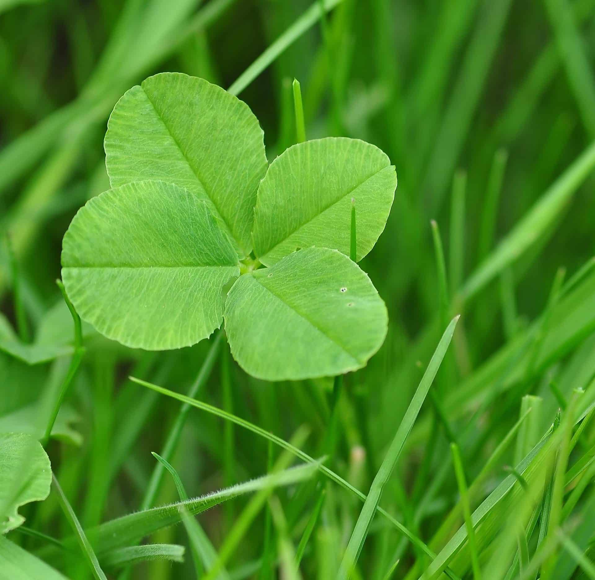 Clover POS alternatives payment processing small business