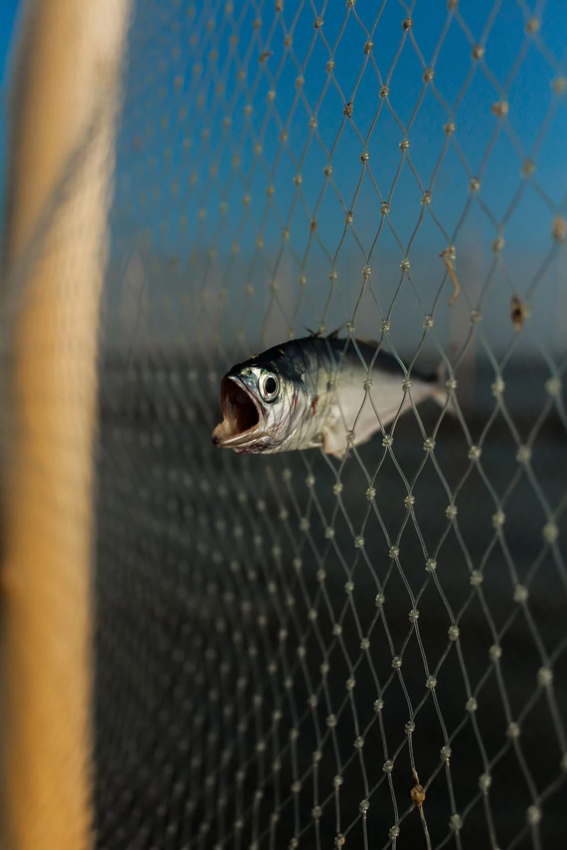 A single fish caught in a wide net, like a legitimate merchant flagged by scam merchant monitoring