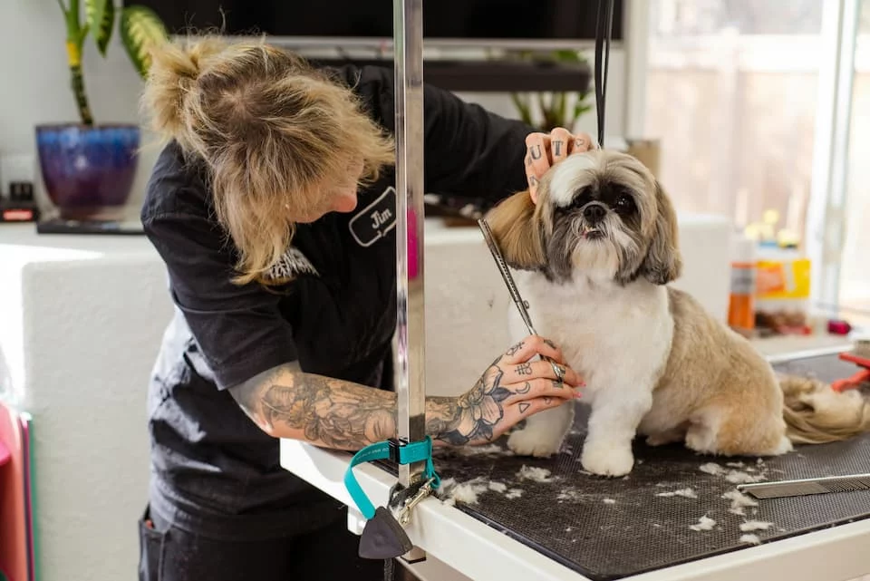 Mobile pet groomer working on a shih tzu, wireless payment terminal hidden in the wireless terminal fee on her monthly merchant statement